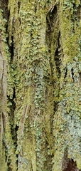Cladonia santensis