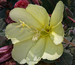 Oenothera xylocarpa