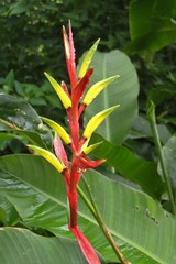 Heliconia platystachys