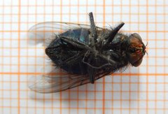 Calliphora vicina