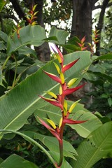 Heliconia platystachys