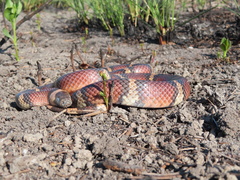 Lampropeltis annulata