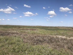 Lampropeltis annulata