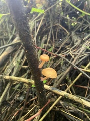 Fungi