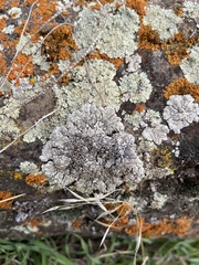 Lobothallia alphoplaca