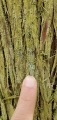 Cladonia santensis