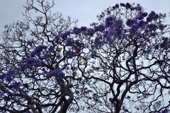 Jacaranda mimosifolia