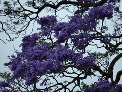 Jacaranda mimosifolia