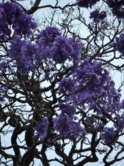 Jacaranda mimosifolia