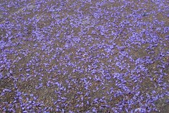 Jacaranda mimosifolia
