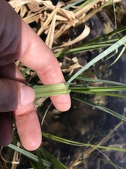 Carex lacustris