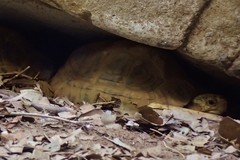 Indotestudo elongata