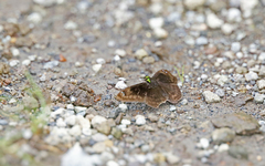 Gorgopas chlorocephala