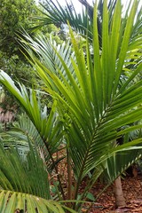 Laccospadix australasica