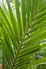 Laccospadix australasica