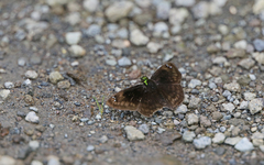 Gorgopas chlorocephala