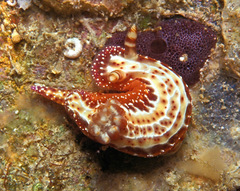 Hypselodoris decorata