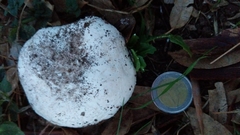 Agaricus campestris