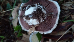 Agaricus campestris