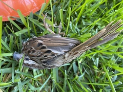 Melospiza melodia
