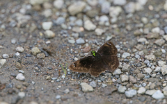 Gorgopas chlorocephala