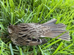 Melospiza melodia