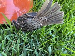 Melospiza melodia