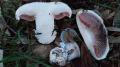 Agaricus campestris
