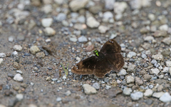 Gorgopas chlorocephala