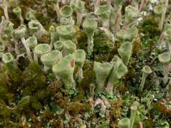 Cladonia humilis