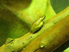 Litoria fallax