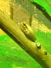 Litoria fallax