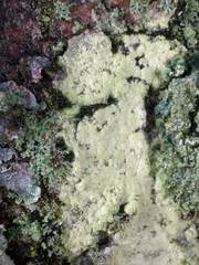 Botryolepraria lesdainii