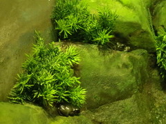 Ranoidea booroolongensis