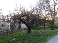 Morus