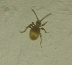 Niptus hololeucus