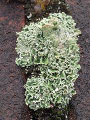 Cladonia humilis
