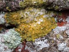 Variospora flavescens