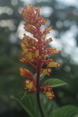 Palicourea triphylla