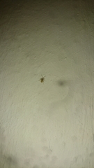 Niptus hololeucus