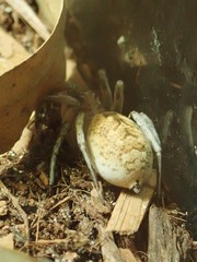 Tasmanicosa godeffroyi