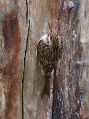 Certhia familiaris