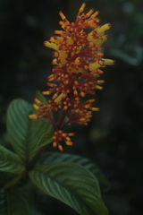 Palicourea triphylla