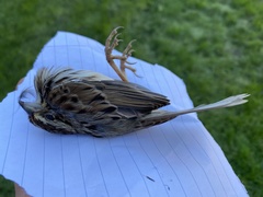 Melospiza melodia