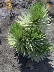 Argyroxiphium × Dubautia