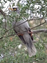 Manorina melanocephala