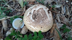 Agaricus xanthodermus