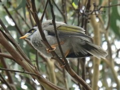 Manorina melanocephala