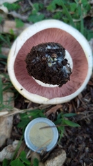 Agaricus xanthodermus