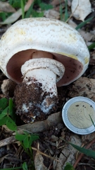 Agaricus xanthodermus